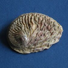 Haliotis midae South Africa 79mm Seashell Beauty picture