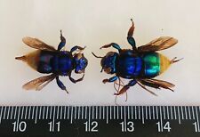 2 HYMENOPTERA EUFRIESEA BARE BEES RARE PURPLE GREEN & BLUE  FROM ATALAYA-PERU  picture