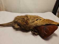Rare Vintage Native American Preserved Fox  Horned Ceremonial Rattle Noise Maker picture