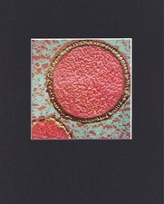 8X10" Matted Print Picture from Microscope: Staphylothermus Marinus Bacteria picture
