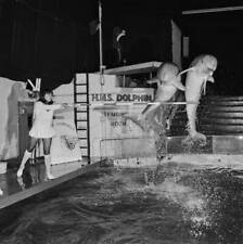 Dolphins performing in the Marine Mammals UK, 1972 OLD PHOTO picture