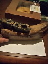 Stunning Jaw of a Woolly Rhinoceros (Coelodonta antiquitatis), Fossil mammoth picture