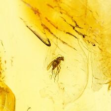 Amber with Insect,  Small Fossil Fly Insect Inclusion in Genuine Baltic Amber picture