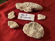 Authentic Atlantic Brain Coral BL3 picture