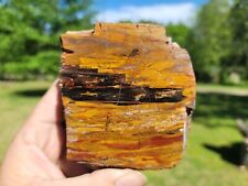 Rare Araucaria Conifer Amarillo Texas Triassic Rainbow Wood Color U.v. Reactive  picture