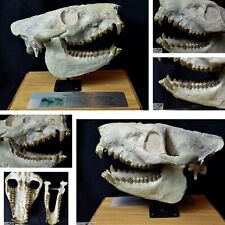 Open Mouth Oreodont Skull, Merycoidodon Fossil, Badlands, South Dakota, O1523 picture