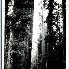 c1940s California Redwood RPPC Santa Cruz, CA Glen Arbor Novelty Real Photo A149 picture