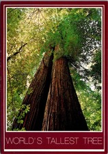 Worlds Tallest Tree Tall Trees Grove Redwood National Park Vtg Postcard 5P21-26 picture