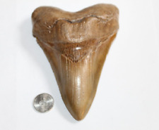 MEGALODON Fossil Giant Shark Tooth No Repair Natural 5.62