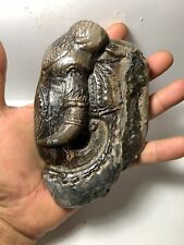 Large Aceratherium Rhinoceros Fossil canine - tooth Carved Face War Elephant picture