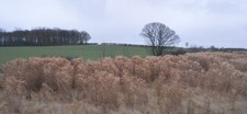 Photo 6x4 Biofuel crop Harpham  c2017 picture