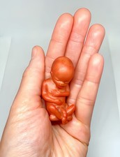 12 Weeks Baby Fetus, Stage of Fetal Development (Memorial/Miscarriage/Keepsake) picture