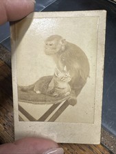 CIRCA 1860s CABINET CARD CHIMPANZEE MONKEY & CAT picture