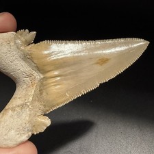 OTODUS SOKOLOVI SHARK TOOTH MOROCCO 3.43” MINOR RESTORATION picture