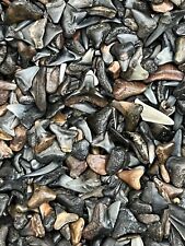 LOT OF 500 FOSSILIZED ( PARTIAL ) SHARK TEETH FROM VENICE FLORIDA. picture