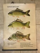 Original vintage zoological pull down school chart - Carp - fishing picture