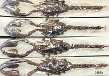 Heterometrus spinifer 13cm+ A1 or A1- from THAILAND - LARGE SCORPION - #0581 picture