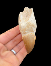 Real Mosasaurus Tooth Fossil - Jurassic Era Dinosaur, Fossilized Dino tooth picture