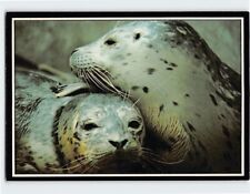 Postcard Harbor Seals Pacific Coast USA picture