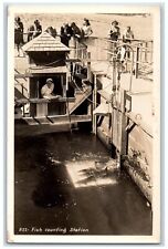 c1940's Fish Counting Station Worker Crowd RPPC Photo Postcard picture