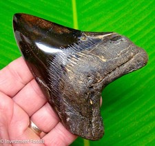 4.70"  Megalodon Shark Tooth Real Fossil XL BIG Jet Black NO Restorations picture