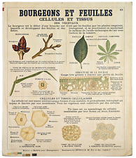 Botanical Deyrolle Poster **VINTAGE ORIGINAL picture