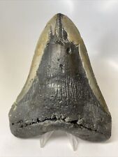 Megalodon Shark Tooth 6.05” Giant - Authentic Fossil - Natural 14014 picture