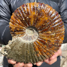 865g Natural Beautiful Ammonite Fossil Conch Crystal Specimen Healing picture