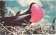 Midway Islands Frigate Bird Mating Display Red Pouch Chrome Postcard Unused picture