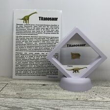 Titanosaur Extinct Dinosaur Eggshell Fossil Piece in Display Case picture