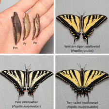 Swallowtail Chrysalis Combo (3 species) - Overwintering picture