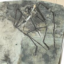 Rare Anurognathid Pterosaur Jeholopterus Skeleton Fossil Jurassic Dinosaur era picture