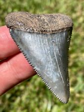 2.24” NC Great White Shark Tooth Fossil Sharks Teeth Fossils Ocean Ancient picture
