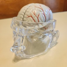 Seroque Clear Head Brain Skull Model Medical Pharma Advertisment  Display  picture