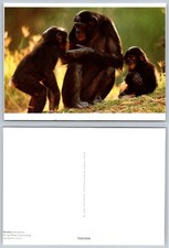 1997 Bonobos Pan Paniscus Frans Lanting Wildlife TASCHEN Postcard picture