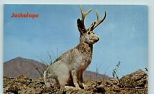 Wild Jackalope Antelabbit by Bob Petley  Postcard adverting vintage picture