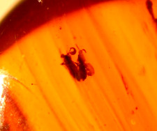 Super RARE Mating Flies Post Copula in Dominican Amber Fossil Gemstone picture