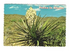 Southwestern desert Yucca in bloom deserts of Arizona and New Mexico postcard picture