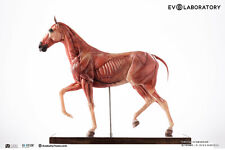EVOLUTIO - 1/6 HORSE ANATOMY PU Medical full color statue - 19.3 x 3.5 x 12.6 in picture