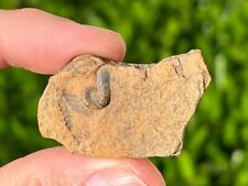 NICE Texas Fossil Ammonite in Matrix Cretaceous Age Pawpaw Formation picture