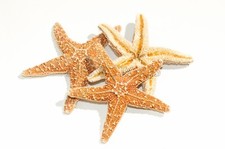 NessaStores- Sugar StarFish Sea Shell Wedding Real Craft 3" - 4" (3 pcs) #JC-057 picture