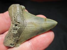 2-5/16 Inch ANGUSTIDENS SHARK TOOTH Fossil Megalodon Ancestor Fish Teeth NICE picture