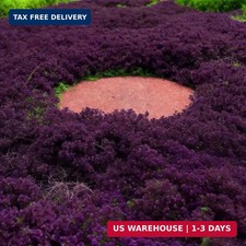19,800+ Creeping Thyme Seeds for Planting - Non-GMO Perennial Thymus Serpyllum G picture