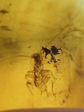 Tiny Perfect Roach, Cockroach Fossil Inclusion in Genuine Burmite Amber, 98MYO picture