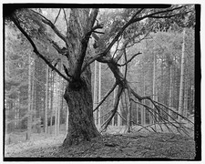"WOLF TREE", OLD MAPLE RED PINE PLANTATION ABOVE ELM LOT. VIEW ENE - picture