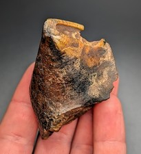 Large Colorful Extinct Megafauna Mammal Tooth North Florida Ice Age Fossil picture