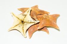NessaStores Bat Starfish Sea Shell Beach Wedding Real Craft 4- 5