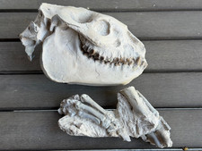 Oligocene Oreodont, Converse County WY.  35 million years old. picture