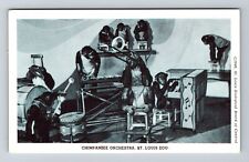 St Louis MO-Missouri, Chimpanzee Orchestra, St Louis Zoo, Vintage Postcard picture