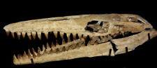 Great mosasaur skull - Mosasaurus beaugei - Dinosaur skull - reptile skull picture